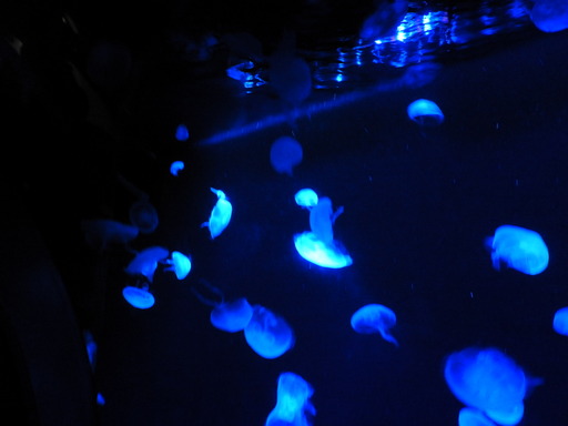 池袋サンシャイン水族館 022