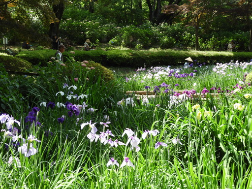 薬師池公園 ショウブ 019
