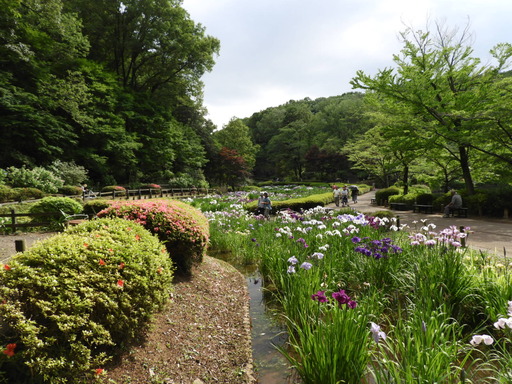 薬師池公園 ショウブ 093