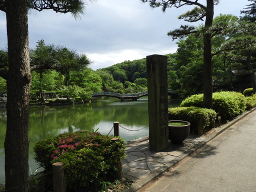 薬師池公園 ショウブ 089