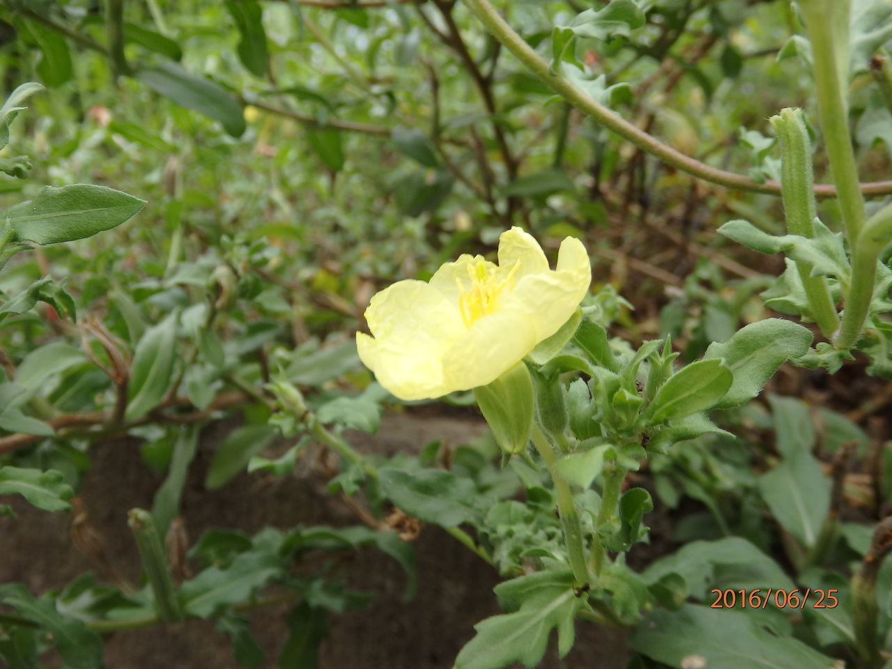 オオバナコマツヨイグサ 花 花 を ひ ろ う
