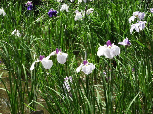 薬師池公園 ショウブ 009