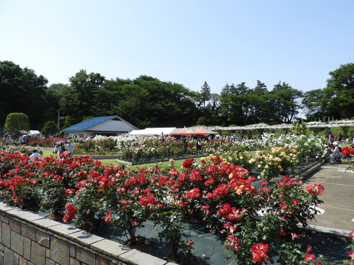 生田緑地ばら苑 079