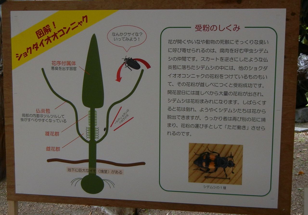 ショクダイオオコンニャク 燭台大蒟蒻 筑波実験植物園 花 を ひ ろ う