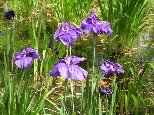 日比谷花壇大船フラワーセンター 009