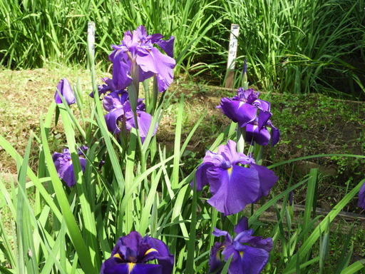 薬師池公園 ショウブ 013