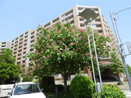 008ベニバナトチノキ 花