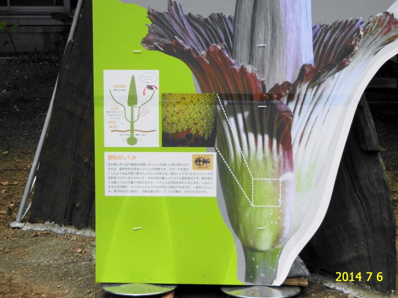 ショクダイオオコンニャク 燭台大蒟蒻 筑波実験植物園 花 を ひ ろ う