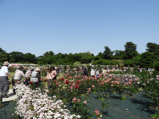 生田緑地ばら苑 061