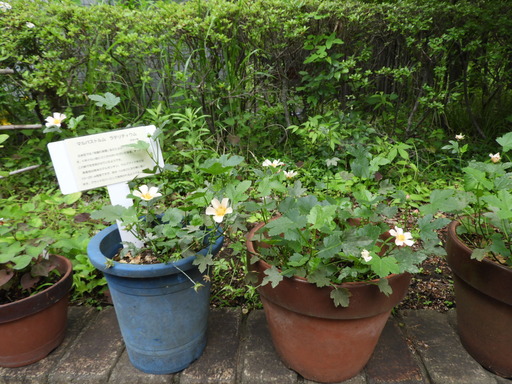 金沢自然公園 051