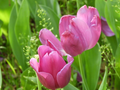 横浜公園 チューリップ 015