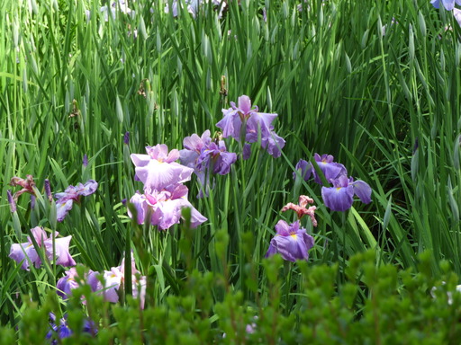 薬師池公園 ショウブ 038