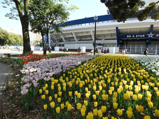 横浜公園 チューリップ 026