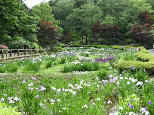 薬師池公園 ショウブ 095