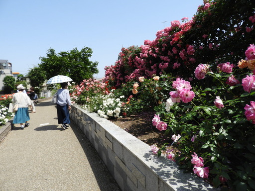 生田緑地ばら苑 003