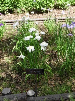 日比谷花壇大船フラワーセンター 016