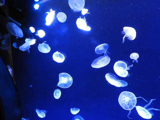 池袋サンシャイン水族館 021