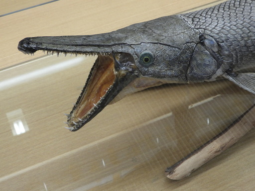 006アリゲーターガー