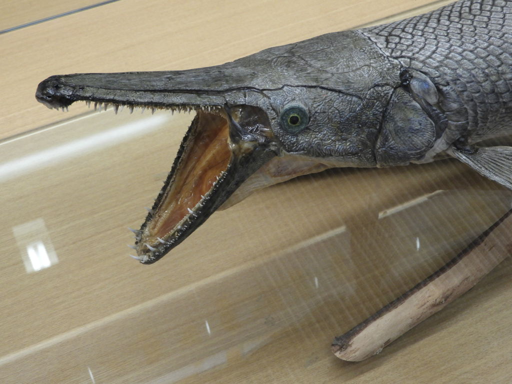 巨大淡水魚 アリゲーターガー 花 を ひ ろ う