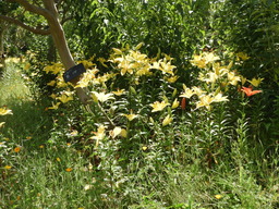 日比谷花壇大船フラワーセンター 025