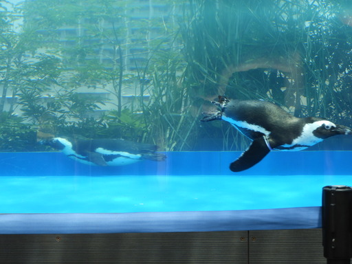 池袋サンシャイン水族館 045