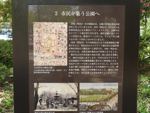 横浜公園 チューリップ 047