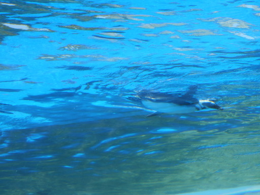 池袋サンシャイン水族館 044