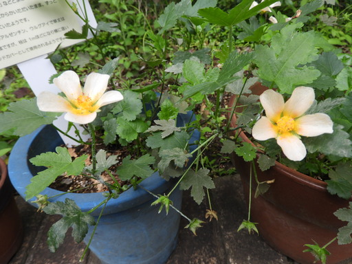 金沢自然公園 052