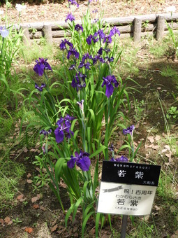 日比谷花壇大船フラワーセンター 015