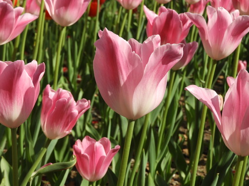 横浜公園 チューリップ 039