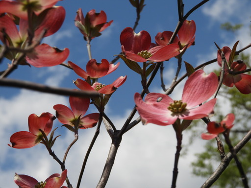 027ハナミズキ 赤