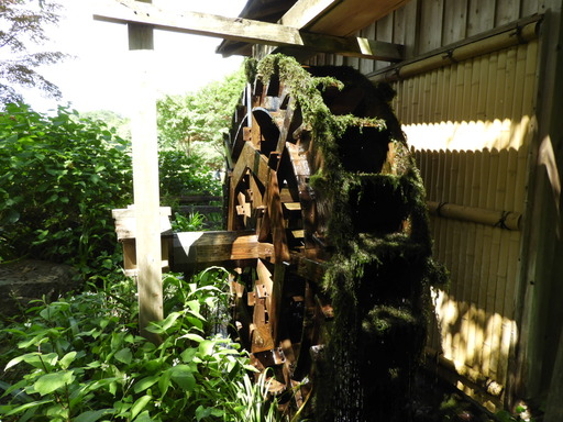 薬師池公園 ショウブ 033