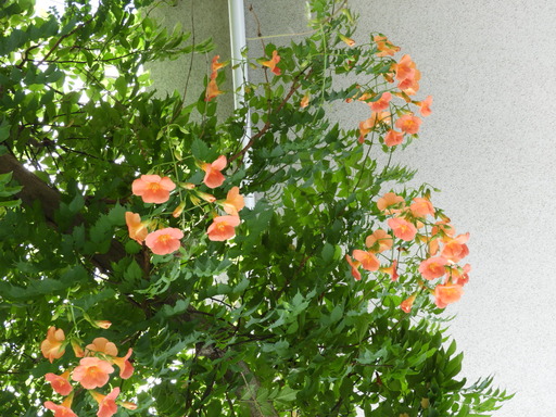 阿久和川 001ノウゼンカズラ