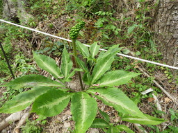 日比谷花壇大船フラワーセンター テンナンショウ? 048