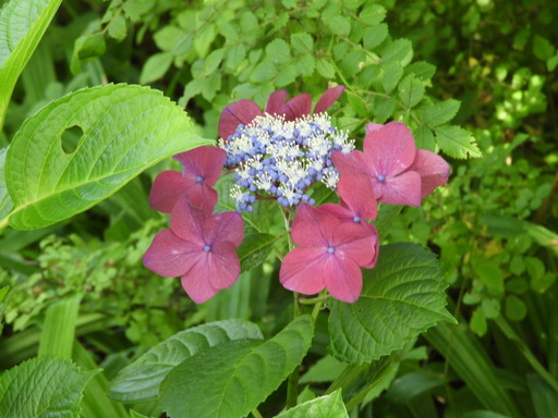 金沢自然公園 059アジサイ