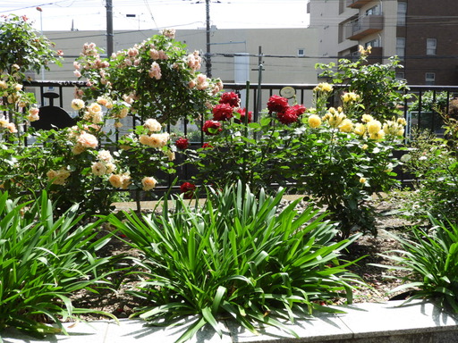 生田緑地ばら苑 008