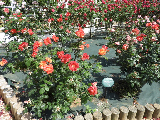 生田緑地ばら苑 075