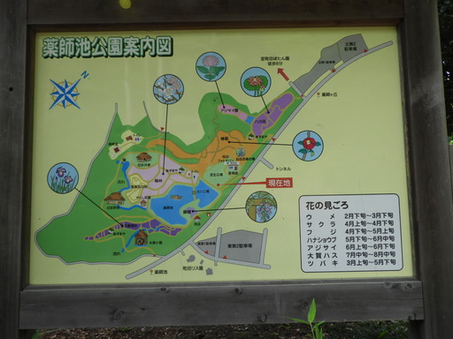 薬師池公園 ショウブ 090