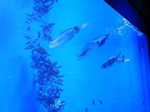 池袋サンシャイン水族館 009
