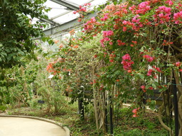 097ブーゲンビリア