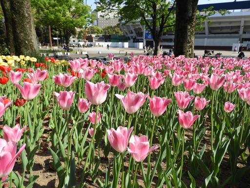 横浜公園 チューリップ 038