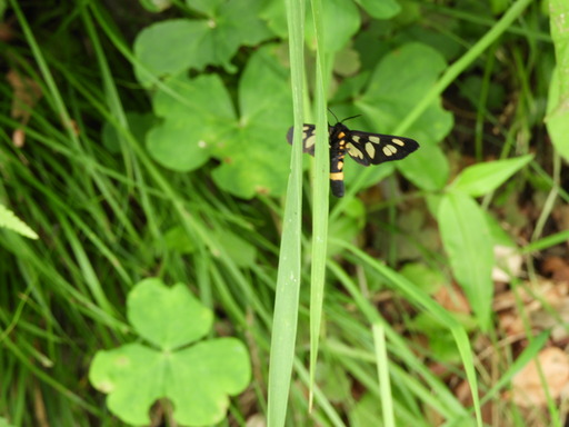 葉山の棚田 030カノコガ