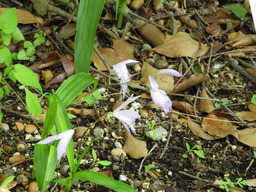 俣野別邸公園 008