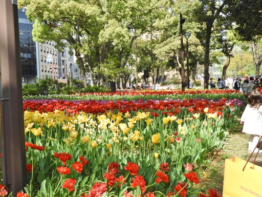 横浜公園 チューリップ 011
