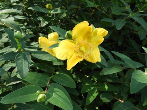 薬師池公園 キンシバイ 066