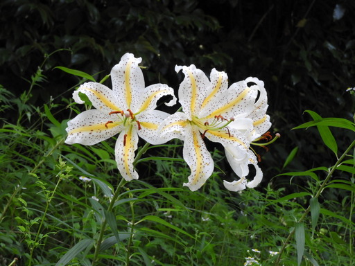 鎌倉 十二所神社 028ヤマユリ