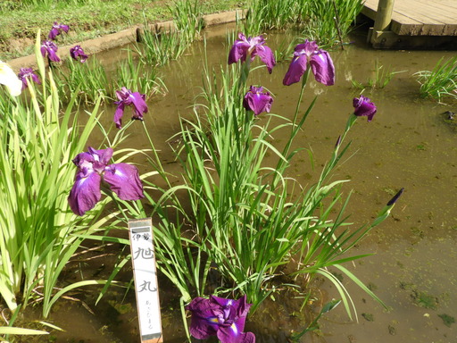 薬師池公園 ショウブ 112