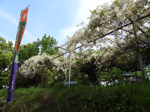 四国 219フジ 白花