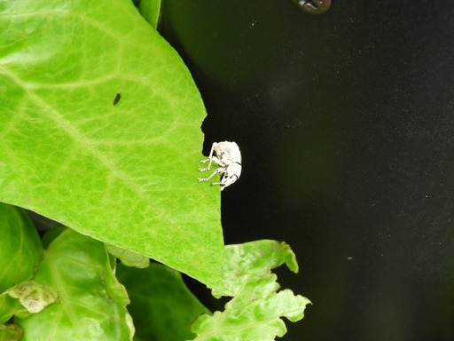 005シロコブゾウムシ