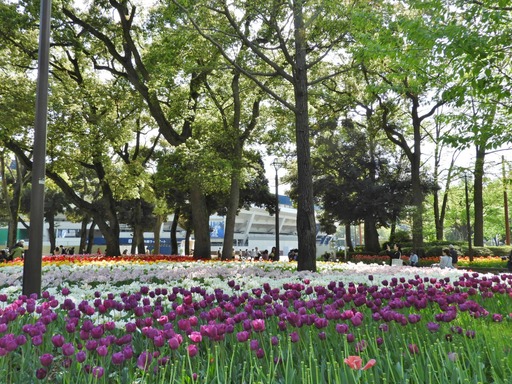 横浜公園 チューリップ 058